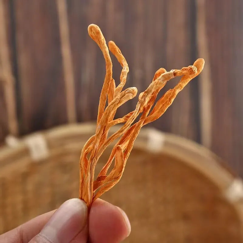 Dried Cordyceps Flowers - Natural Dried Herb for Crafts, Decor, Aromatic Uses | Premium Quality, Vibrant & Fragrant